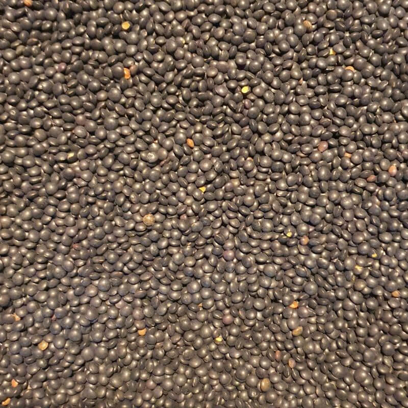 Black Beluga Lentil