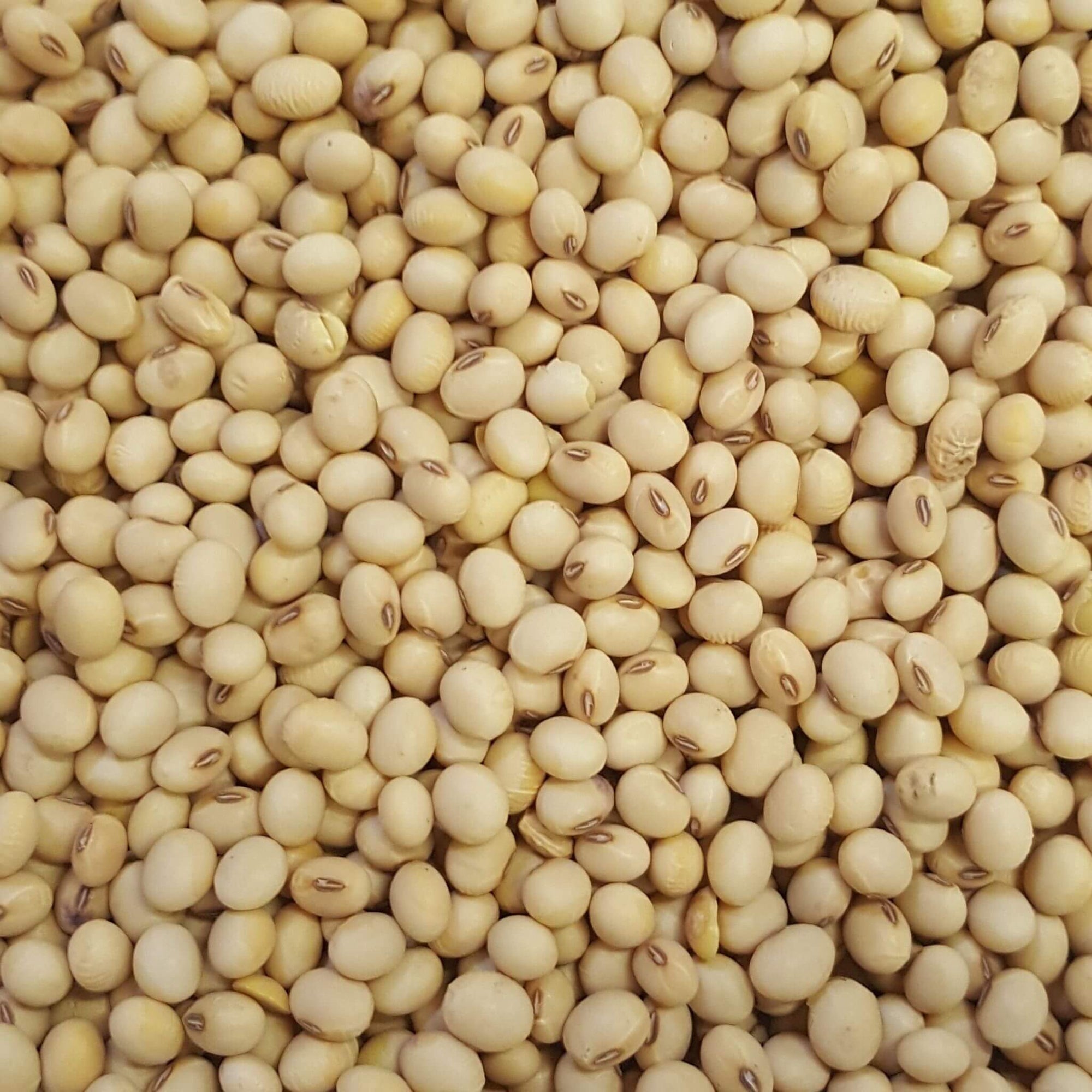 soya beans