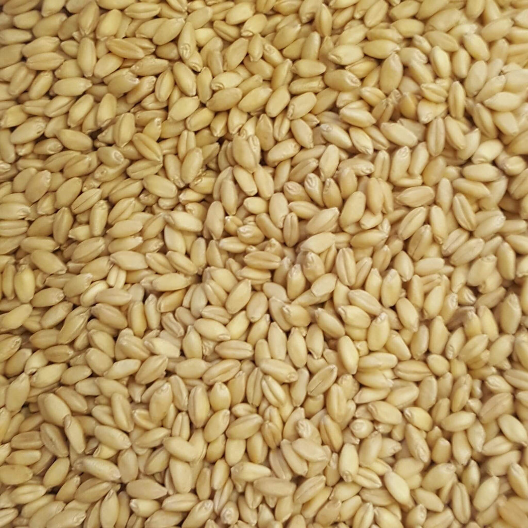 Australian Wheat